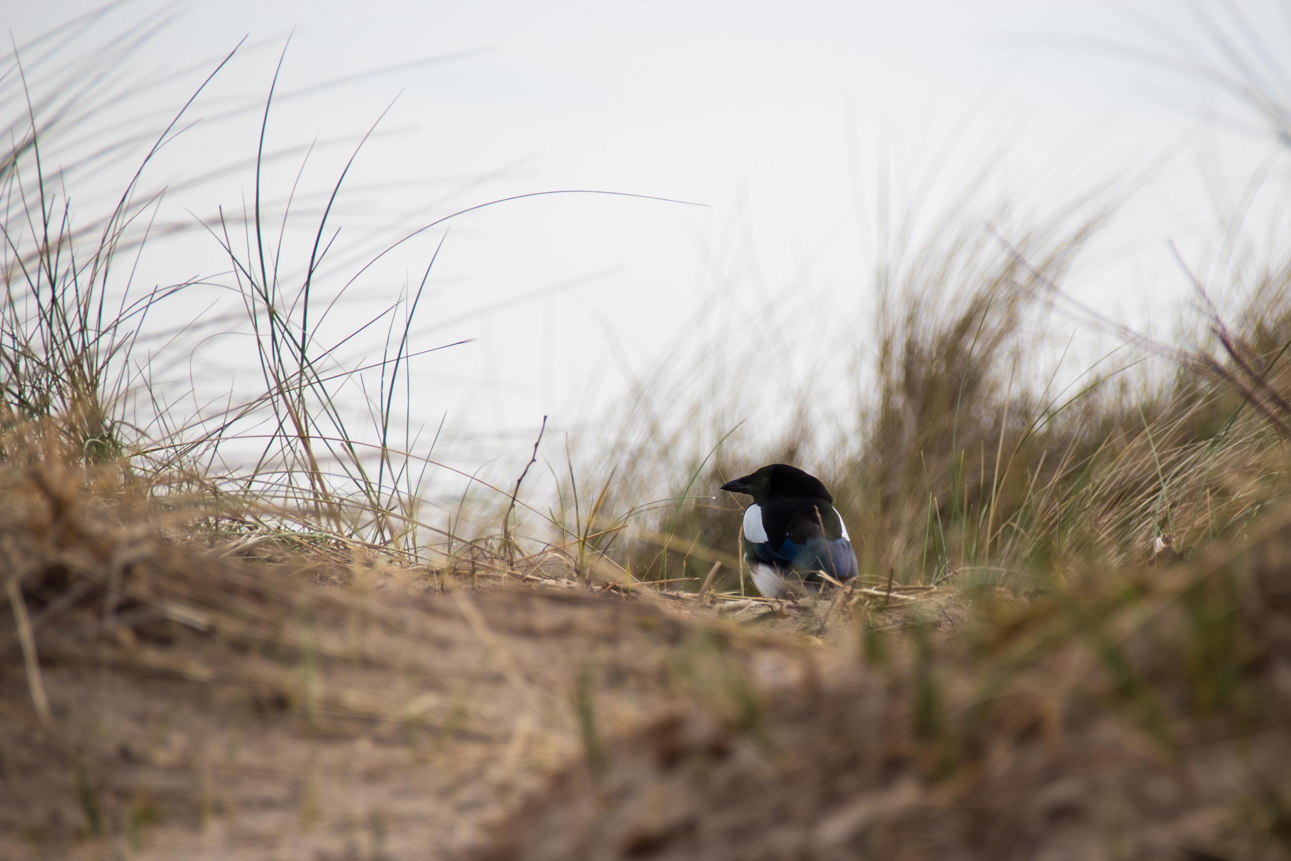 Pie dans les dunes-02.jpg